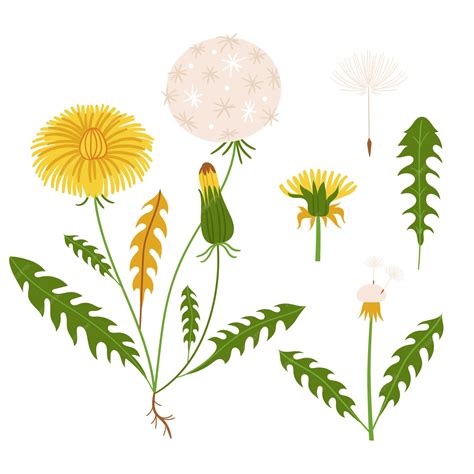 Herbs flat hand drawn cartoon set | Premium Vector