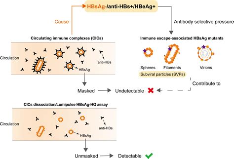 Frontiers | Circulating immune complexes and mutations of HBsAg are ...