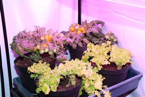 Easdesy Hydro Vario im LED Blütetest - Teil B zum Indoor-Gardening