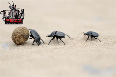 Can Beetles Bite? What to Know About Different Species