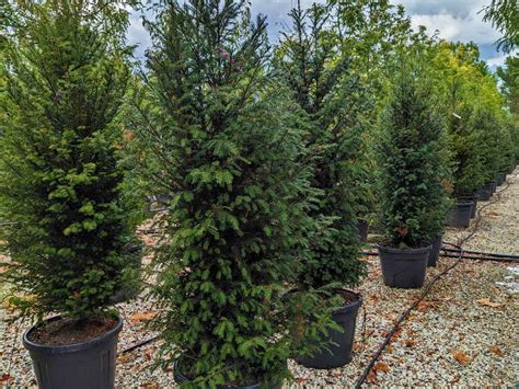 Yew Shrubs Taxus Canadensis (American Yew): Go Botany
