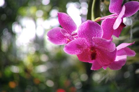 Orchid, Pink color, HD Wallpaper | Rare Gallery