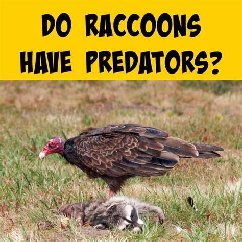 Do Raccoons Eat Squirrels
