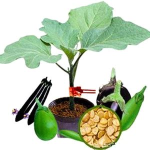 CYBEXIS Brinjal Eggplant grafted Rootstock Seeds2400 Seeds Seed Price ...