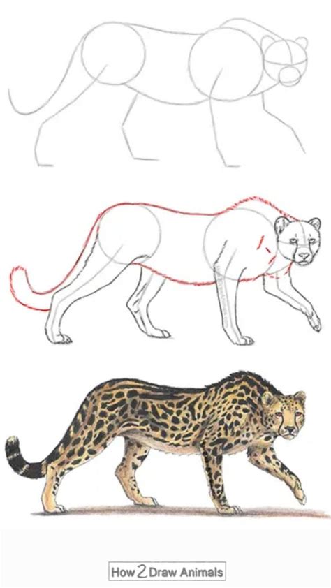 How to draw a king cheetah video step by step pictures – Artofit