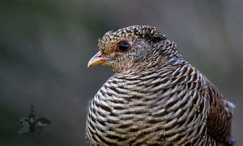 Yellow Golden Pheasant Female