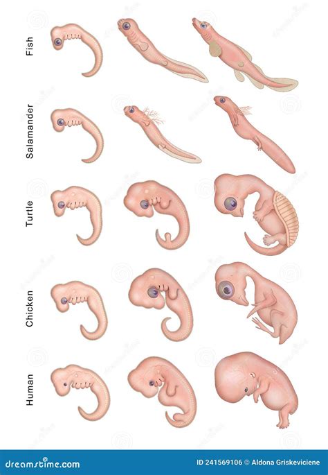 Image result for Early Embryo Development
