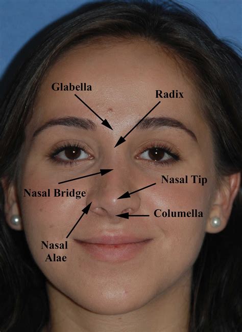 anatomical parts of nose - Google Search | Facial anatomy, Rhinoplasty, Facial aesthetics