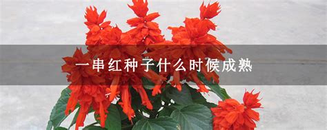 一串红种子什么时候成熟-种植技术-中国花木网