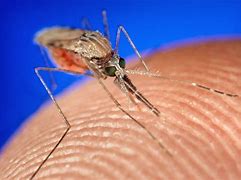 Image result for antimalarial