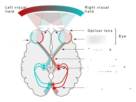 Visual Pathway Steps 的图像结果