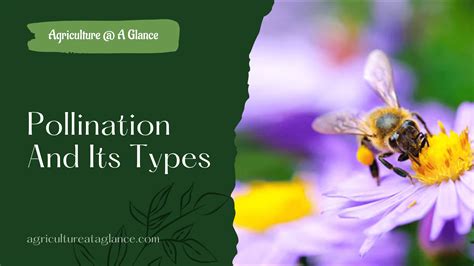 Pollination Explained 的图像结果
