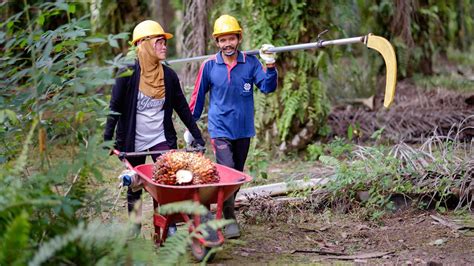 How oil palm production can benefit people and planet | Unilever