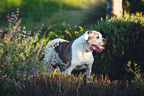 American Bulldog – GoofyTails