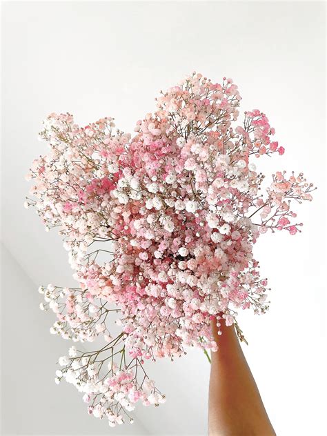 Baby s breath pink white – Artofit