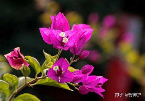 北京植物园市花展开幕 新培育的12个小菊品种首次迎客_手机新浪网