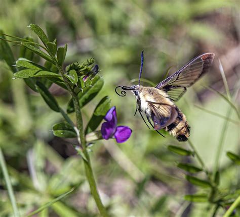 Snowberry Clearwing Moth | Mike Powell