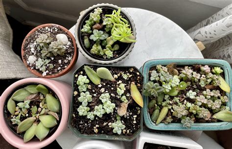 Signs of Sunburn on Burro’s Tail