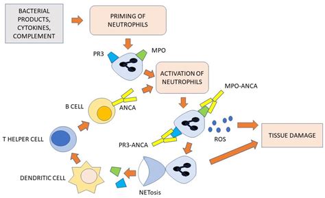 New Insights into Pathogenesis and Treatment of ANCA-Associated Vasculitis: Autoantibodies and ...