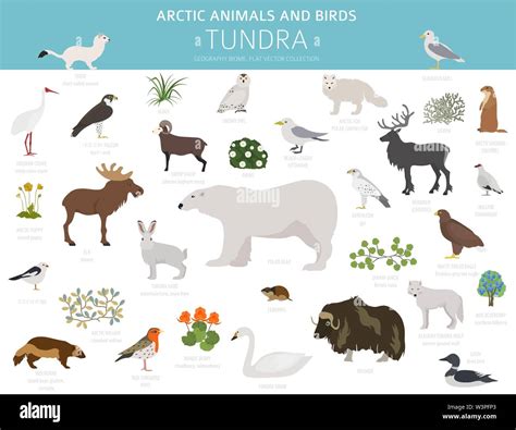 Tundra Biome Animals
