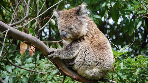Is A Koala Dangerous at Brodie Eldershaw blog