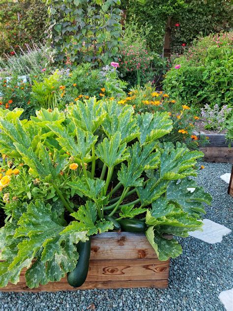 How to Grow Zucchini (Summer Squash): Planting, Pests, Pollination & More ~ Homestead and Chill