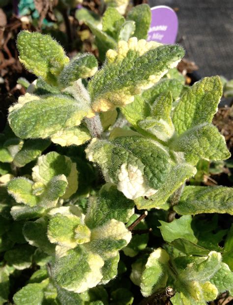 Pineapple Mint - GardenTap
