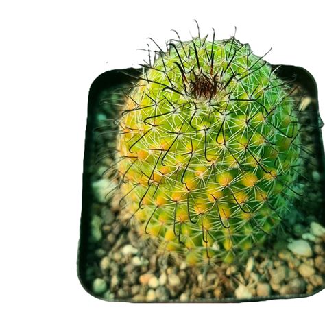 Mammillaria Beneckei Variegated – Rare Collector Cactus – Samarth ...