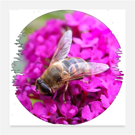 Image result for Insect Pollination Poster