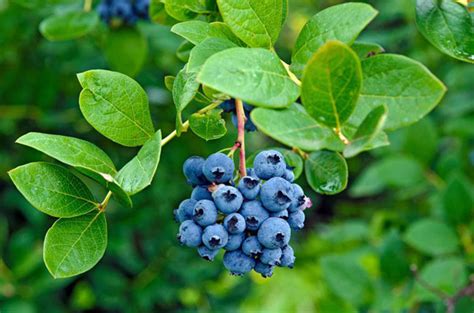 蓝莓什么时候种植？蓝莓种植一亩的成本-行情分析-中国花木网