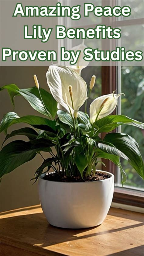 8 Surprising Peace Lily Benefits for Health, Humidity & Home Décor in 2025