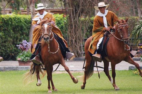 'Caballos de Paso' - Peruvian Paso Horses | Horse breeds, Horses, Horse ...