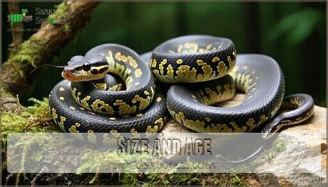 Image result for How Much Is a 1 Foot Ball Python