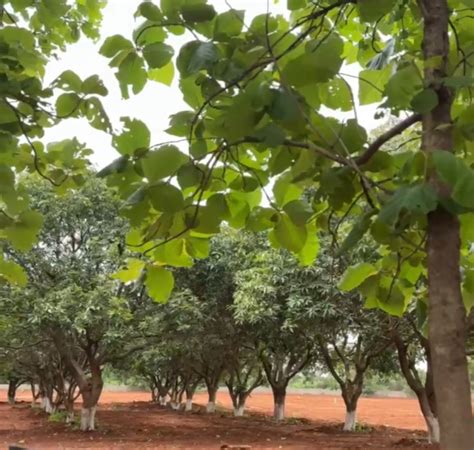 Residential Plot for Sale in Chevella, Hyderabad - by SSB Sri Sai ...