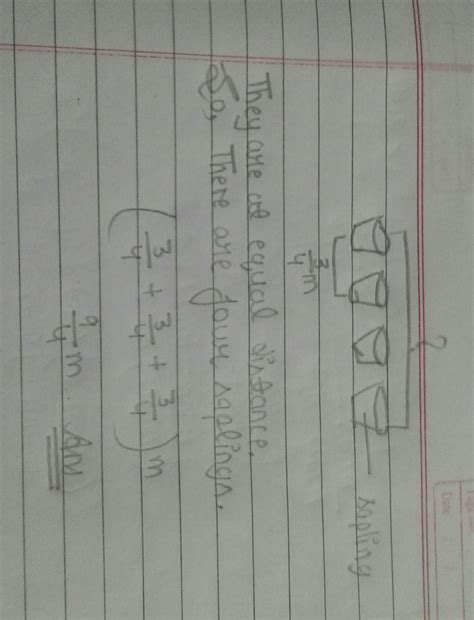 if the distance between two adjacent sapling is 3/4m then the distance ...