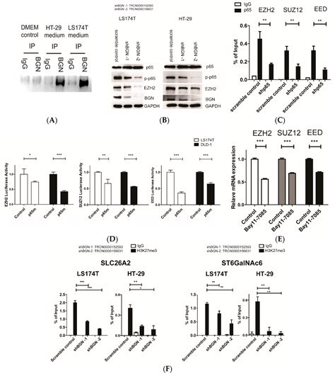 BGN/TLR4/NF-κB Mediates Epigenetic Silencing of Immunosuppressive ...