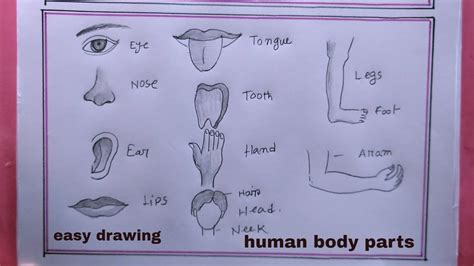 Image result for Drawing Body Parts Using Shapes