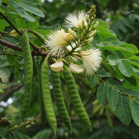 Ice Cream Bean Tree Secrets Revealed! gardeningfamily