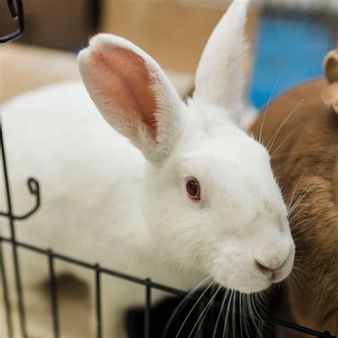 Marvel is available for adoption at Georgia House Rabbit Society
