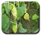Agriculture :: Mineral Oil Seed