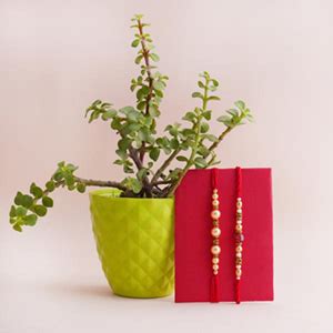 Buy Plants Online Warangal | Best Plant Nursery in Warangal - Giftalove