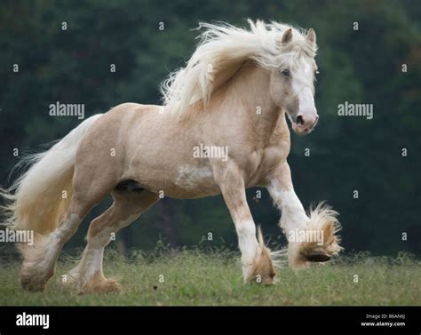 Gypsy Vanner Horse stallion Stock Photo - Alamy