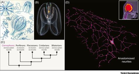 Ctenophora Comb Rows