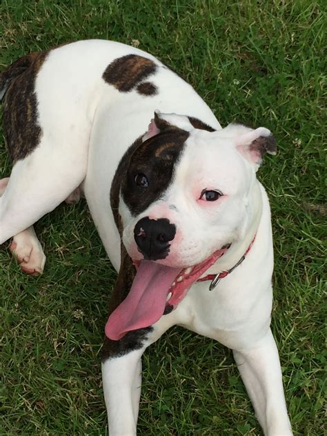 Rescue Remedies Dog Rescue | LinkedIn