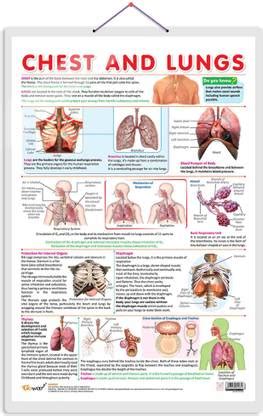 CHEST AND LUNGS CHART | Exploring the Respiratory System: Comprehensive ...
