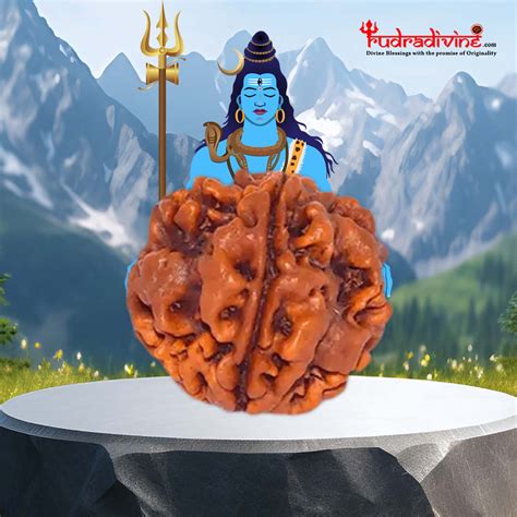 1 Mukhi Gol Rudraksha – RudraDivine