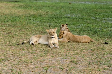 Lion Physical Adaptations - Turkana Wildlife Safaris