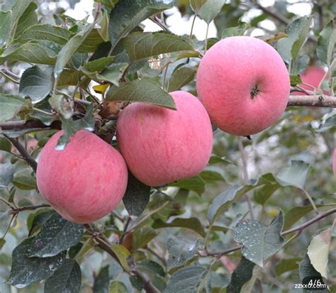 陕西洛川红富士苹果特点_洛川冰糖心苹果特点-水果洽购网