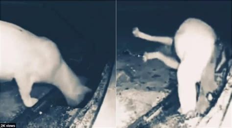 Image result for Python Attacking Prey Hunting