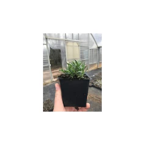 Buy Daylily Nursery Scarlett Flame Creeping Phlox Subulata in a 4 inch ...